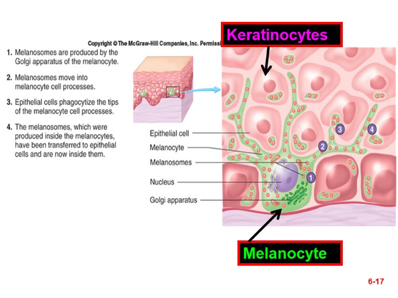 6-17 Melanocyte Keratinocytes